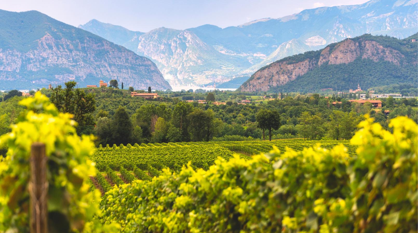 Vigneti verdi con montagne sullo sfondo, paesaggio sereno e pittoresco.