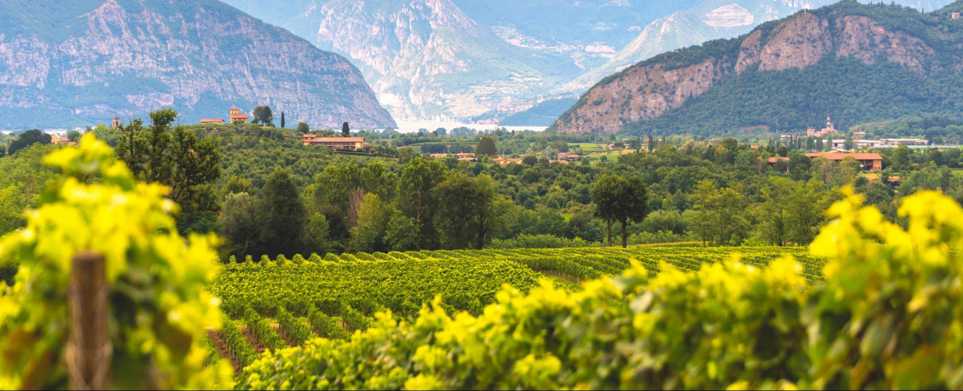 Vineyards with mountain backdrop, lush greenery, and scattered buildings in a picturesque valley.